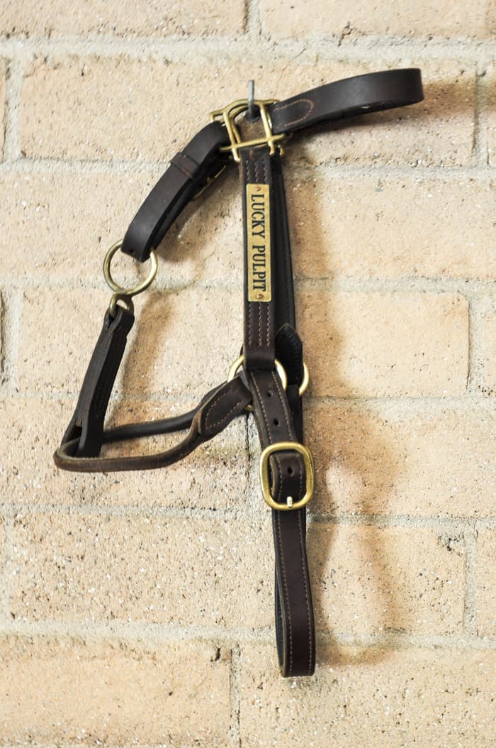 Lucky Pulpit's harness hangs in the Stud Barn