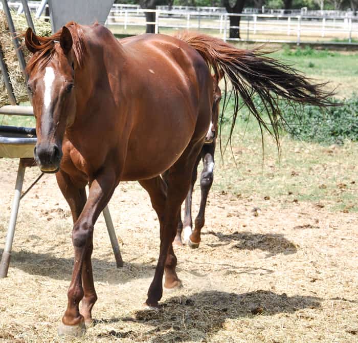 Love the Chase - Dam to California Chrome
