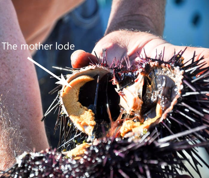 Santa Barbara Sea Urchin - Uni Gold