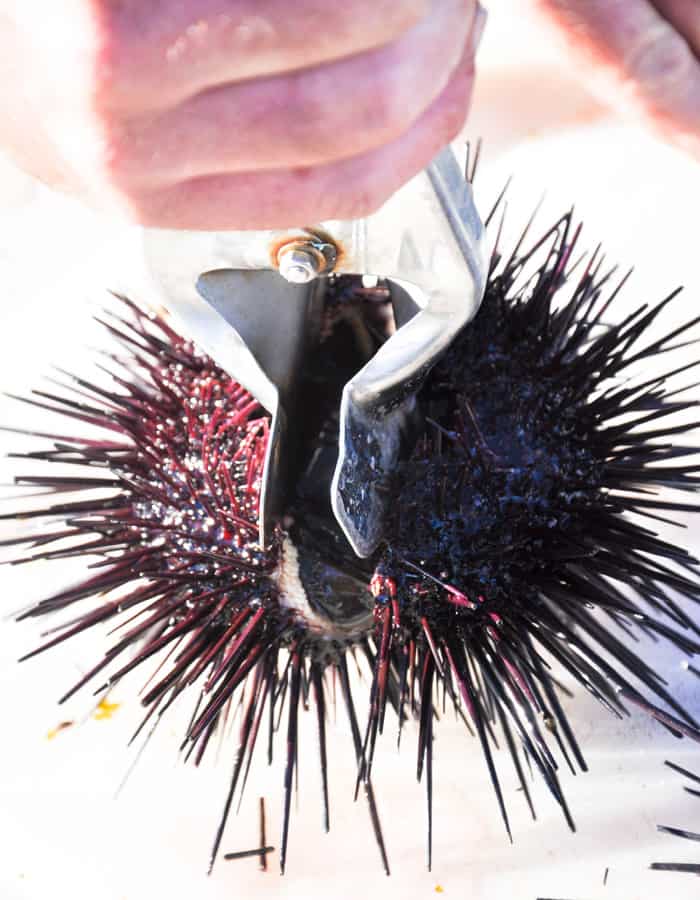 Santa Barbara Sea Urchin - Uni Gold