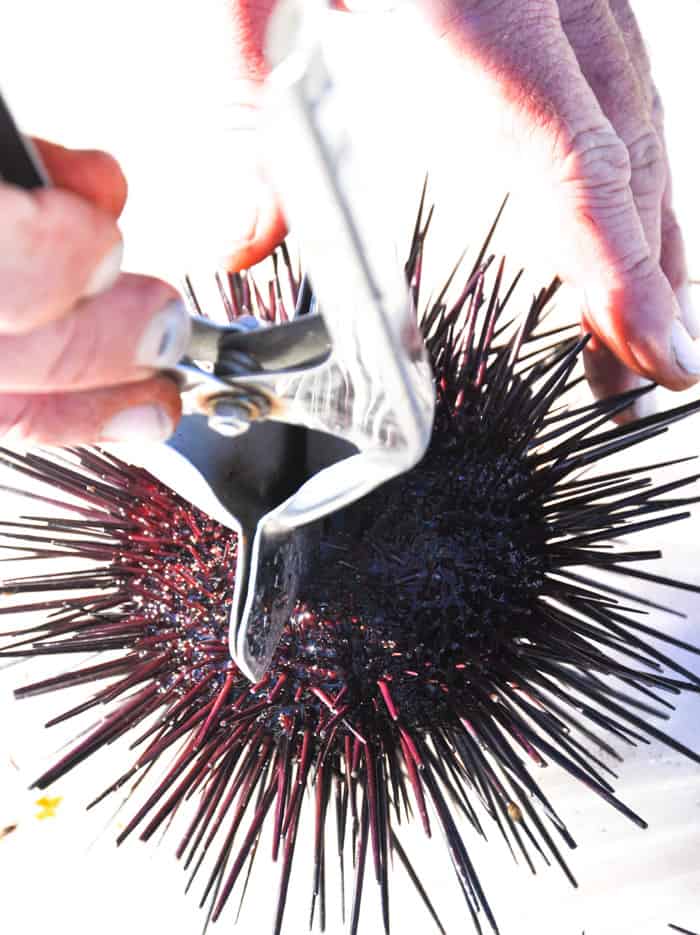 Santa Barbara Sea Urchin - Uni Gold