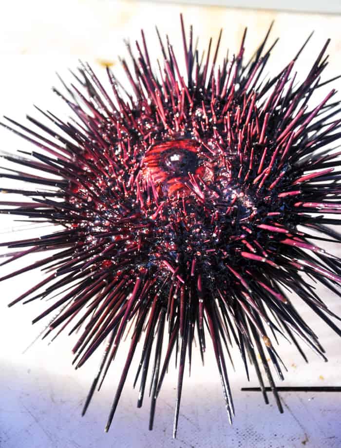 Santa Barbara Sea Urchin - Uni Gold