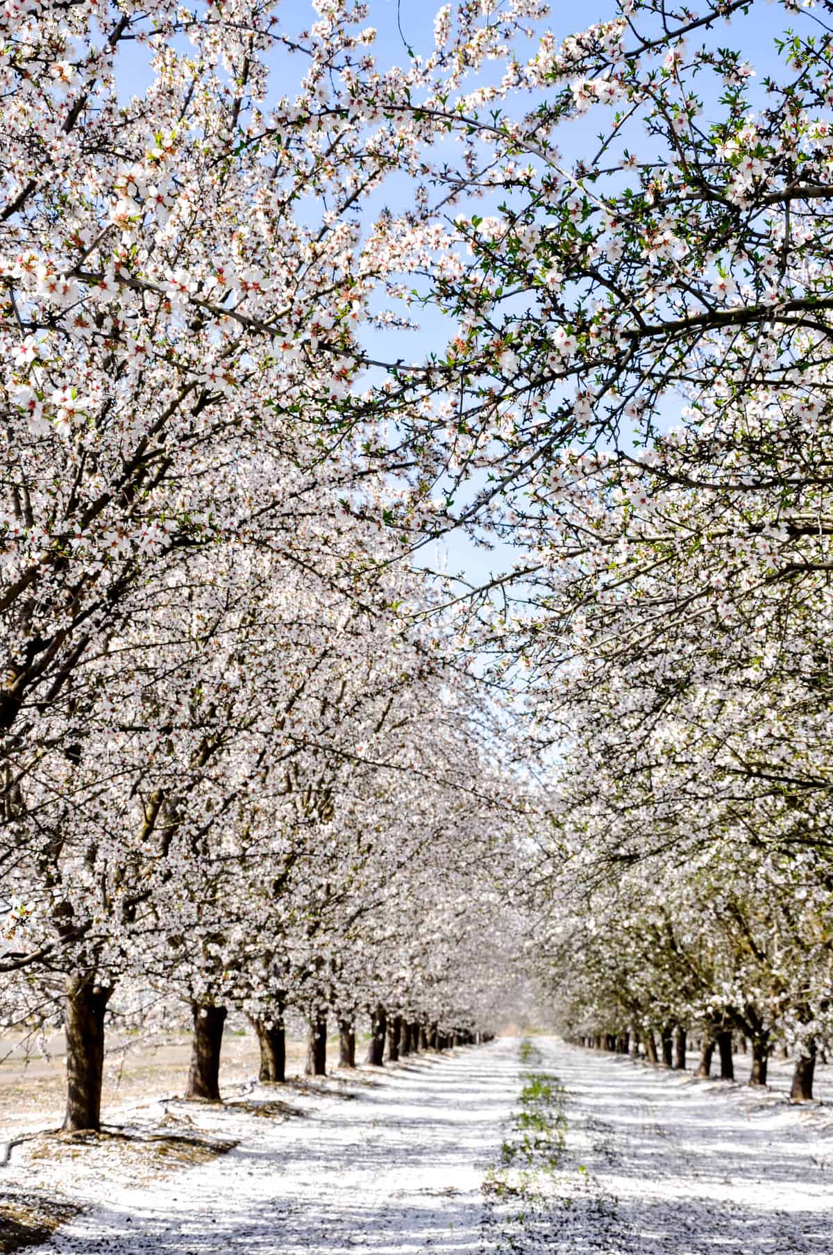 DSC_05California Fresno County Blossom Trail