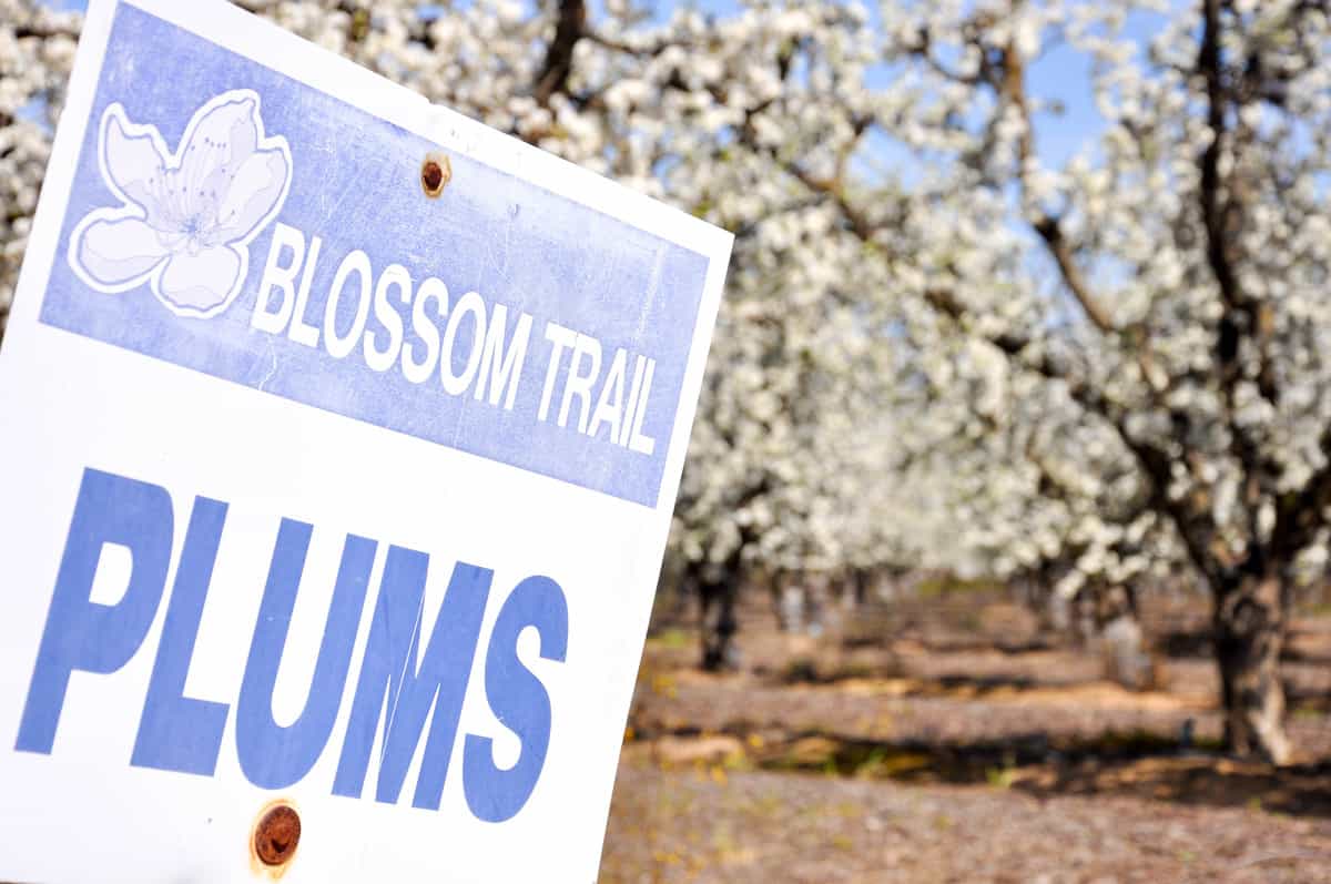 California Fresno County Blossom Trail